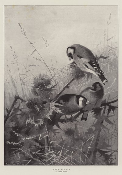 ゴールドフィンチ 作： Archibald Thorburn